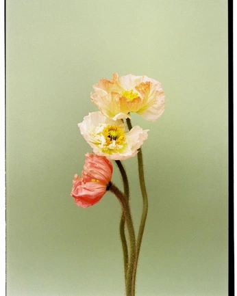 A cover of "꽃" cluster. The owner is leeyeahwow. The cluster consists of 1 element.