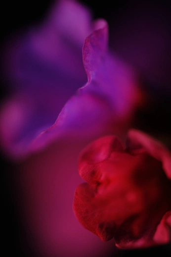 A cover of "pink & purple" cluster. The owner is lena26. The cluster consists of 5 elements.