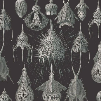 A cover of "o r g a n i c" cluster. The owner is alxs.nv. The cluster consists of 2 elements.