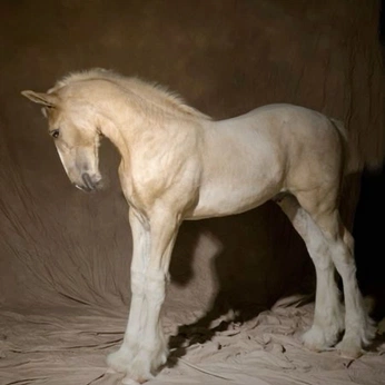 A cover of "surreal ?" cluster. The owner is beebee064. The cluster consists of 39 elements.