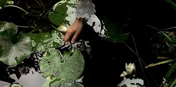 A cover of "paranimar" cluster. The owner is 0000000. The cluster consists of 8 elements.