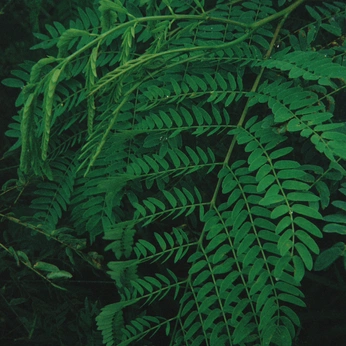 A cover of "Nature" cluster. The owner is belladoares. The cluster consists of 2 elements.