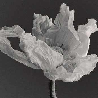 A cover of "FBYPTR" cluster. The owner is rukmunalhakim. The cluster consists of 15 elements.