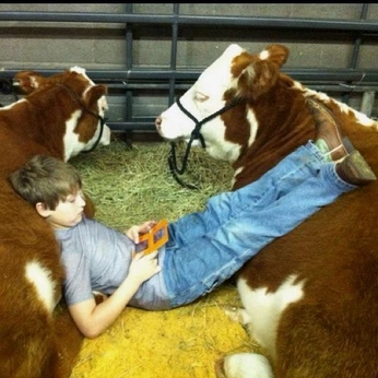 A cover of "Toro Libre" cluster. The owner is romyschoonderwal. The cluster consists of 20 elements.