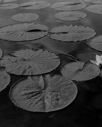 A cover of "Lavenham x Fritton Lake" cluster. The owner is compendia.studio. The cluster consists of 34 elements.