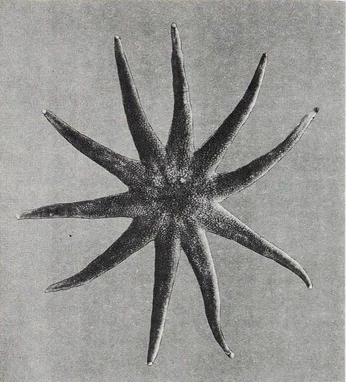 A cover of "SUN" cluster. The owner is maksimfurin. The cluster consists of 35 elements.