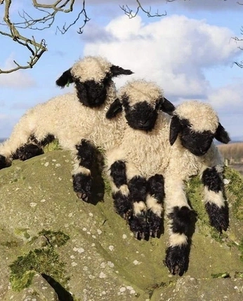 A cover of "Woolnose" cluster. The owner is suusu. The cluster consists of 13 elements.