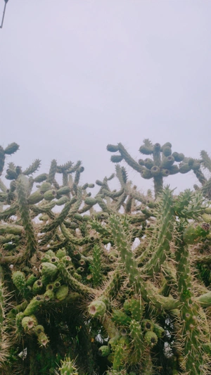 Catarina Cabral avatar