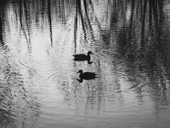 A cover of "mine" cluster. The owner is ohelle. The cluster consists of 28 elements.