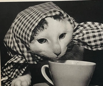 A cover of "what" cluster. The owner is jordanbohnsack. The cluster consists of 100 elements.