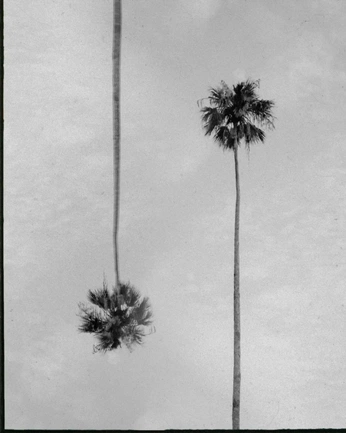 A cover of "BIDC" cluster. The owner is verenavisser. The cluster consists of 43 elements.