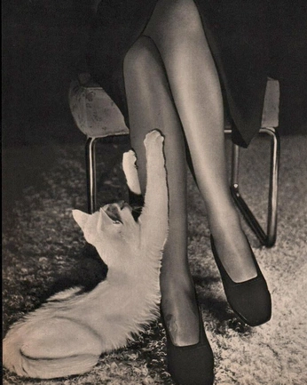 A cover of "🖤" cluster. The owner is proseccomood. The cluster consists of 4 elements.