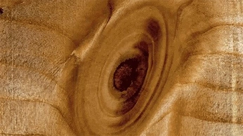 A cover of "nature" cluster. The owner is amberanywhere. The cluster consists of 6 elements.