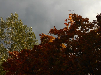 A cover of "💚" cluster. The owner is haroha. The cluster consists of 17 elements.