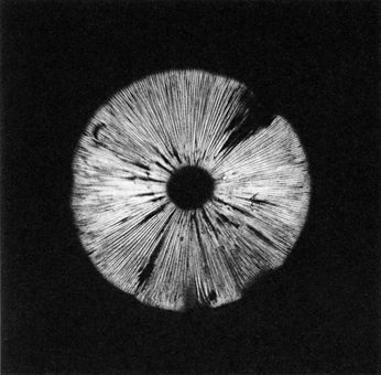 A cover of "FRONT PAGE INSTA" cluster. The owner is gianninisaija. The cluster consists of 2 elements.