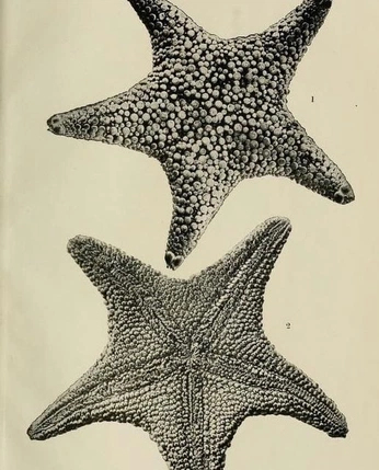 A cover of "K'u" cluster. The owner is danytrejo. The cluster consists of 14 elements.