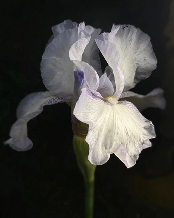 A cover of "?" cluster. The owner is devouringworlds. The cluster consists of 30 elements.