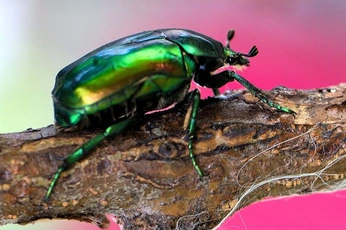 A cover of "nature" cluster. The owner is vistabluer. The cluster consists of 16 elements.