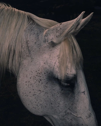 A cover of "Horses" cluster. The owner is saraflatten. The cluster consists of 6 elements.