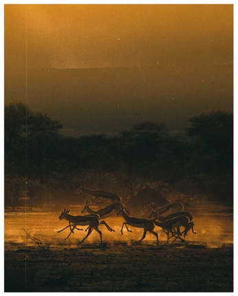 A cover of "animalss" cluster. The owner is saikiran420. The cluster consists of 9 elements.