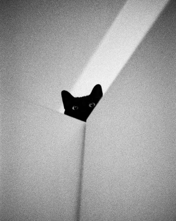 A cover of "CdeC Gatos" cluster. The owner is dantezamboni. The cluster consists of 12 elements.