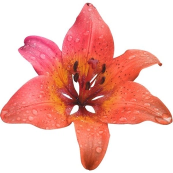 A cover of "flower" cluster. The owner is hairad. The cluster consists of 3 elements.