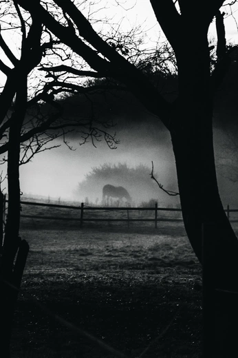 A cover of "rené requin" cluster. The owner is juiceyborger. The cluster consists of 40 elements.