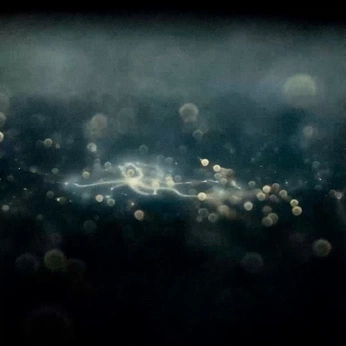 A cover of "90n" cluster. The owner is luckypaco. The cluster consists of 113 elements.