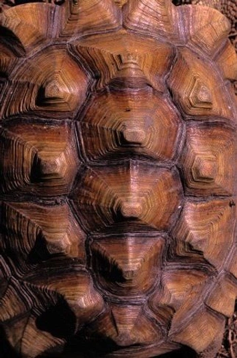 A cover of "textures" cluster. The owner is tara308. The cluster consists of 10 elements.