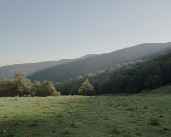 A cover of "LILY" cluster. The owner is emilydonofrio. The cluster consists of 1 element.