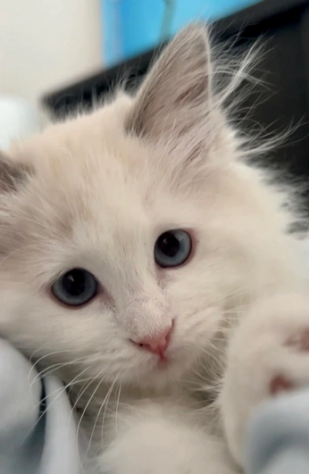 A cover of "Domesticated loved ones" cluster. The owner is jjsummers. The cluster consists of 2 elements.