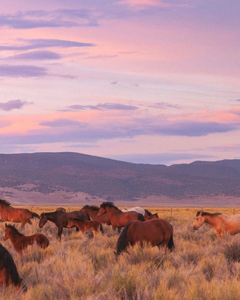 A cover of "western" cluster. The owner is kamrynray. The cluster consists of 7 elements.