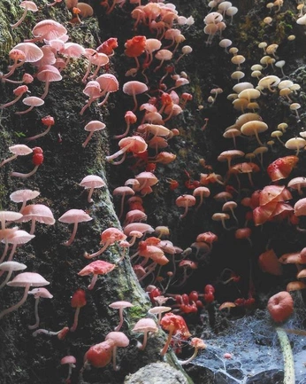 A cover of "Plants" cluster. The owner is axontwin. The cluster consists of 17 elements.