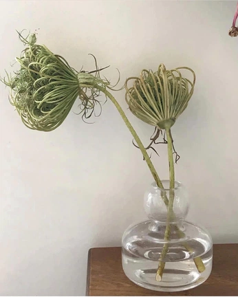 A cover of "植物" cluster. The owner is linshu. The cluster consists of 4 elements.