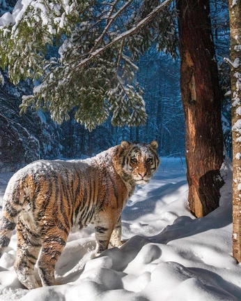 A cover of "Tara" cluster. The owner is lesoleil. The cluster consists of 39 elements.