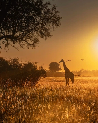 A cover of "/// LW_RITZ - KENYA" cluster. The owner is cacocrz. The cluster consists of 53 elements.