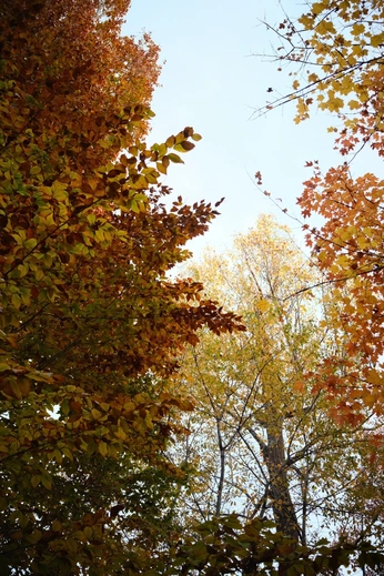 A cover of "autumn" cluster. The owner is calico.ro. The cluster consists of 6 elements.