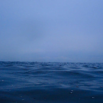 A cover of "Sea🌊" cluster. The owner is maodoujack. The cluster consists of 1 element.