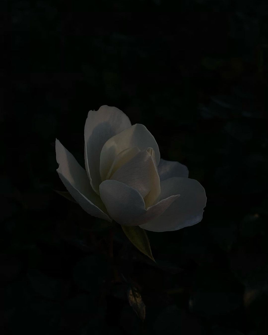 An Instagram  post added by undertuscansun on Mar 06, 2023. The author is @mariavannguyen. May present: flora, flower, plant, petal, aquatic plant.