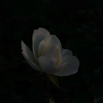 A cover of "Nature" cluster. The owner is riaryyu. The cluster consists of 25 elements.