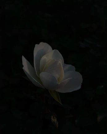 A cover of "Dead beauty" cluster. The owner is cheyblackmore. The cluster consists of 15 elements.