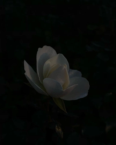 An Instagram  post added by undertuscansun on Mar 06, 2023. The author is @mariavannguyen. May present: flora, flower, plant, petal, aquatic plant.