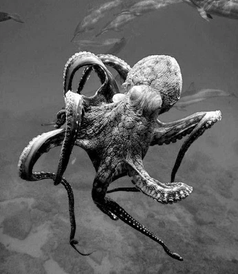 A cover of "ocean" cluster. The owner is tomteller. The cluster consists of 7 elements.