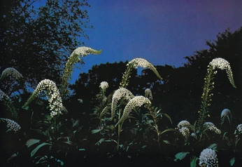 A cover of "more like feelings." cluster. The owner is aawaari. The cluster description is "this could be a scene, poetry, visual or sound.". The cluster consists of 1 element.