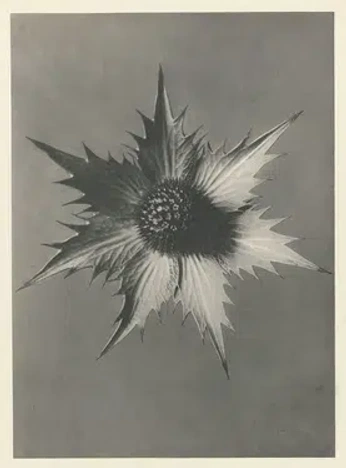 A cover of "flowers" cluster. The owner is astraia. The cluster consists of 36 elements.