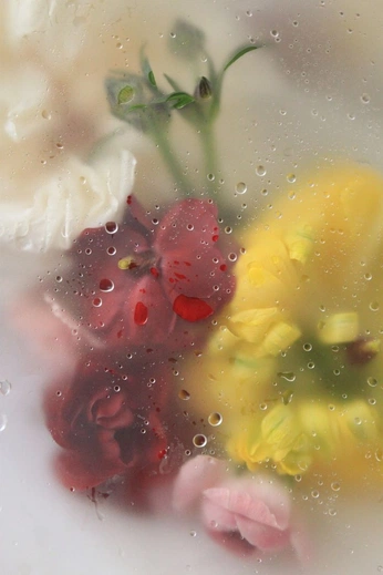 A cover of "womens" cluster. The owner is josephxperez. The cluster consists of 5 elements.