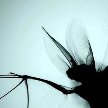 A cover of "bat anatomy study ✨" cluster. The owner is inkinferno. The cluster description is "studying some anatomy ✨". The cluster consists of 16 elements.