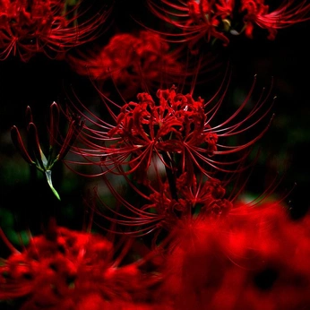 A cover of "Flowers" cluster. The owner is daviana. The cluster consists of 3 elements.