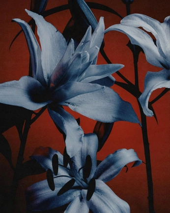 A cover of "color palette" cluster. The owner is alainily. The cluster consists of 23 elements.