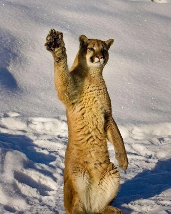 A cover of "Nature" cluster. The owner is helloguysco. The cluster consists of 7 elements.